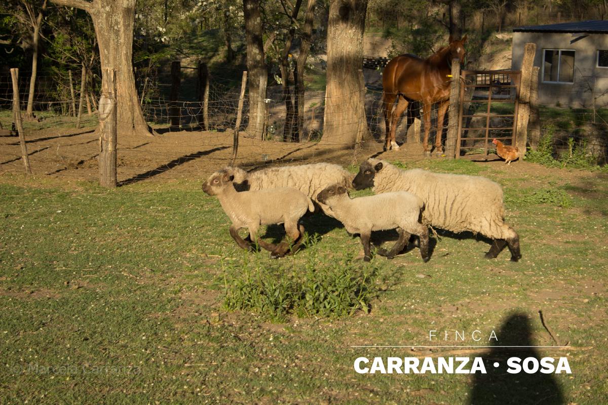 Granja ecologica