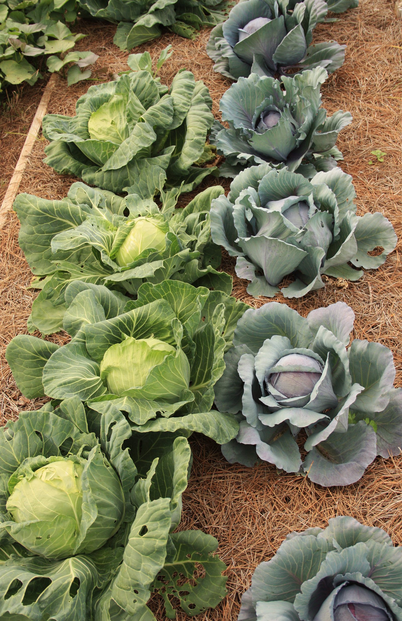 Huerta ecologica