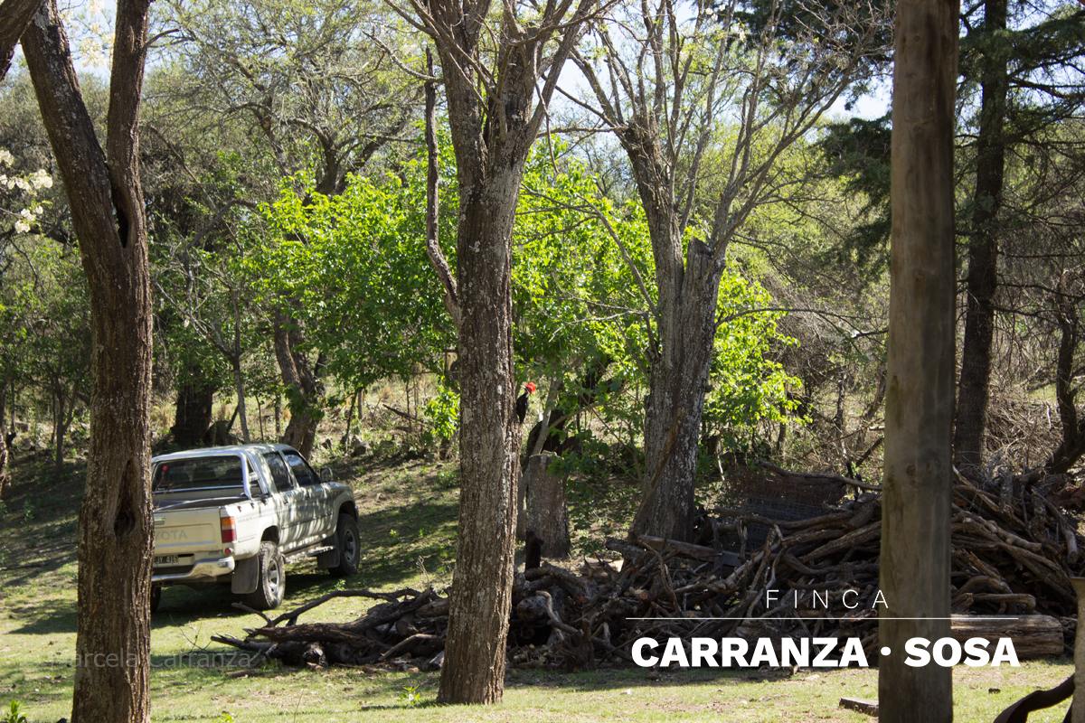 Vida de campo
