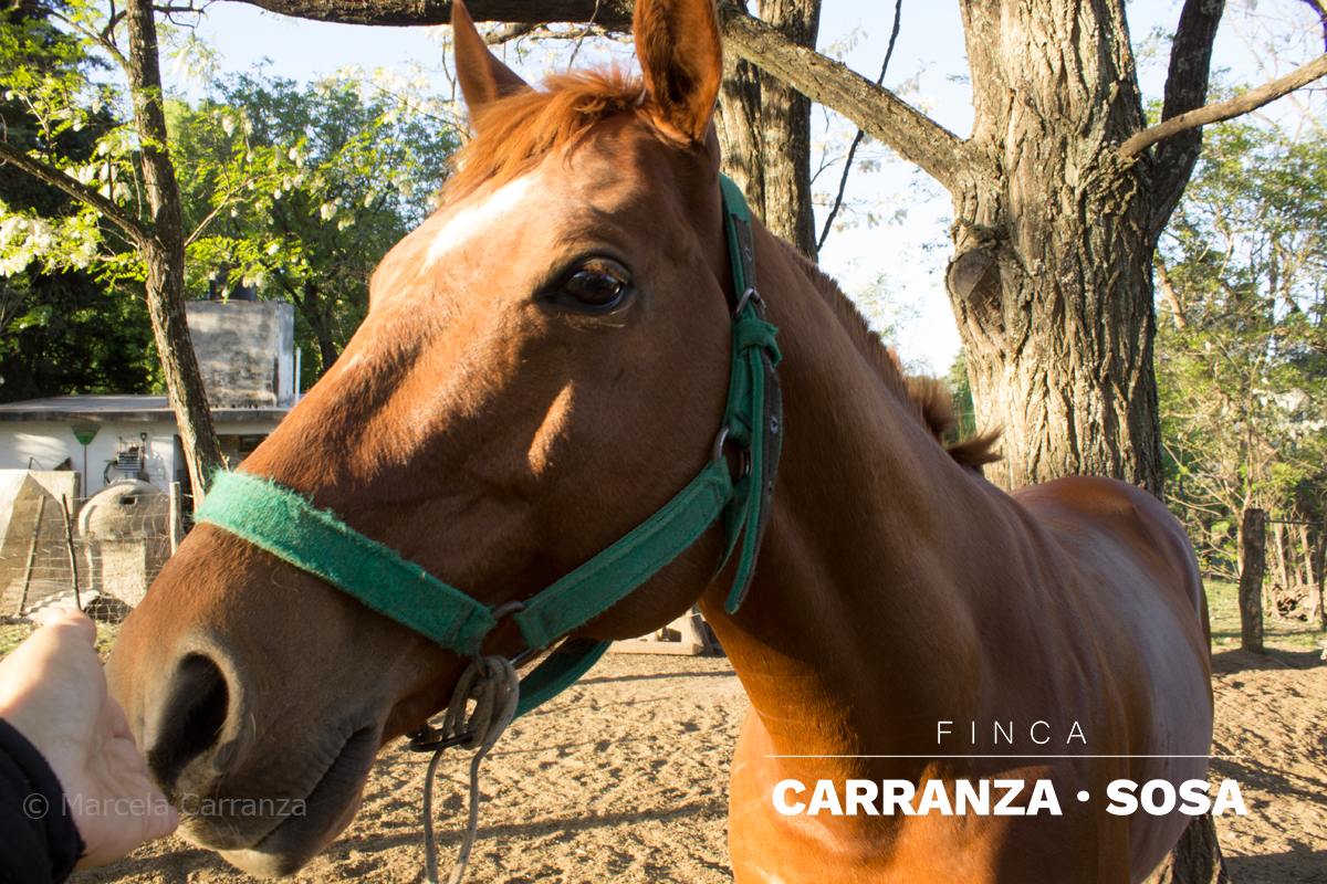 Caballo en la finca
