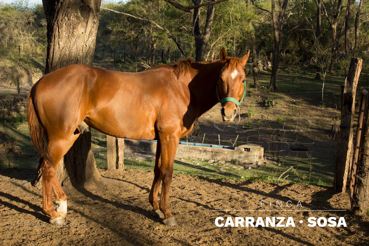 Caballo en el parque de la finca