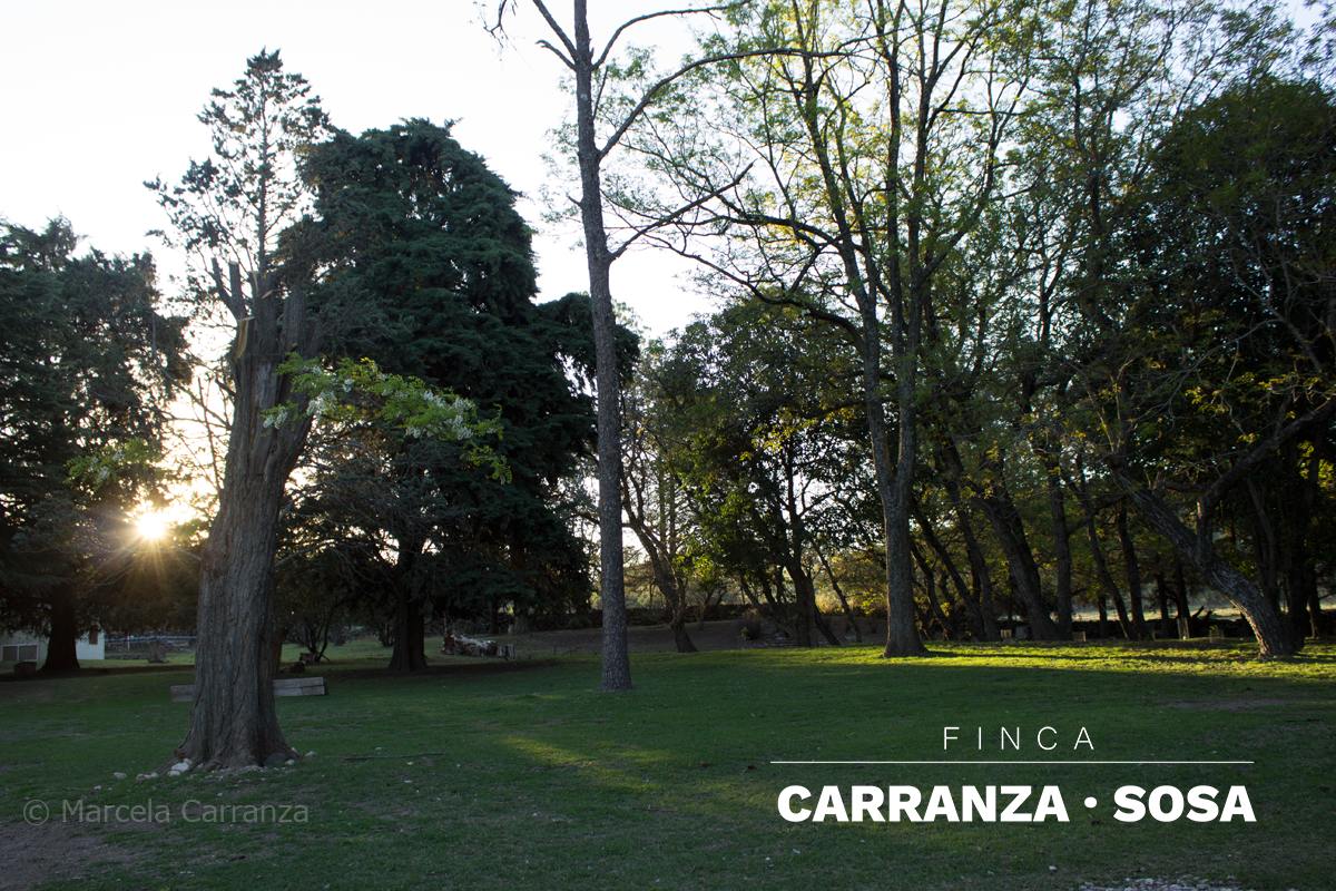 Parque arbolado